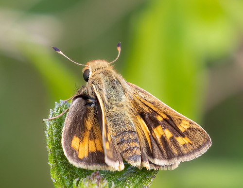 Fiery Skipper