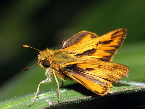 Fiery Skipper