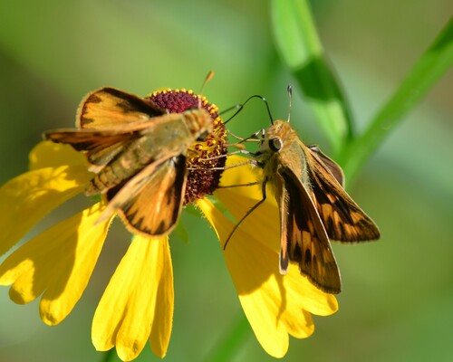Fiery Skipper