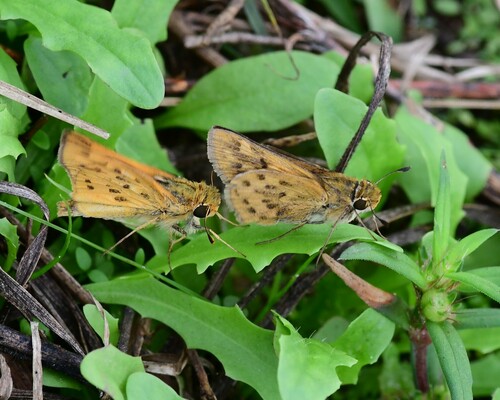 Fiery Skipper