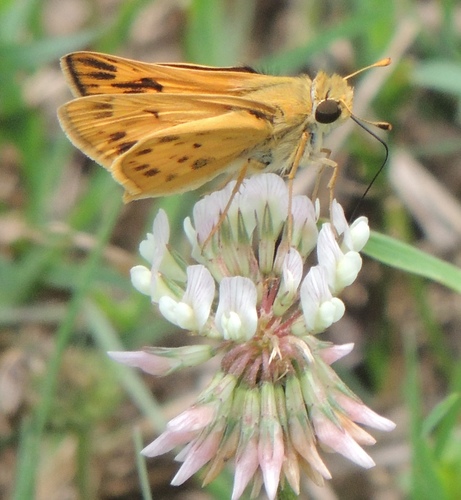 Fiery Skipper