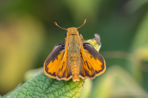 Fiery Skipper