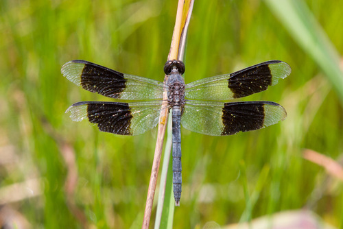 Band-winged Dragonlet