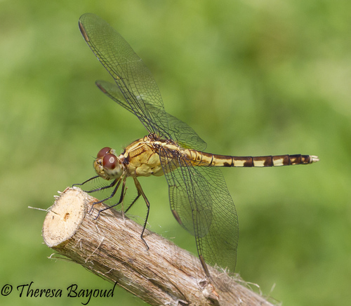 Band-winged Dragonlet