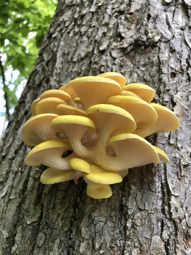 Golden Oyster Mushroom