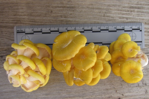 Golden Oyster Mushroom
