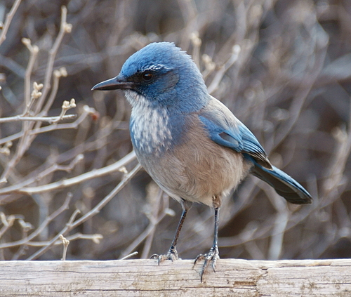 Woodhouse's Scrub-Jay