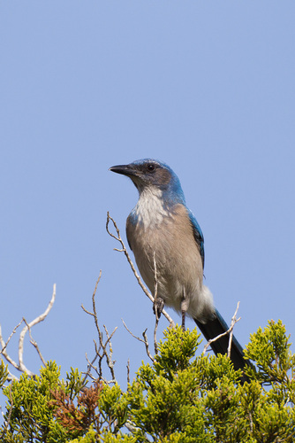 Woodhouse's Scrub-Jay