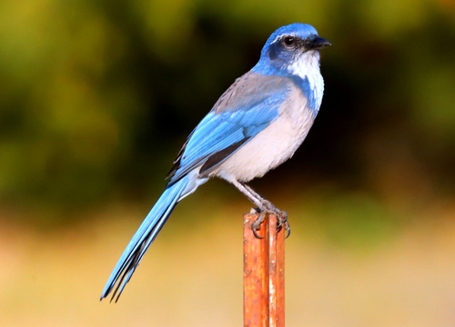 California Scrub-Jay