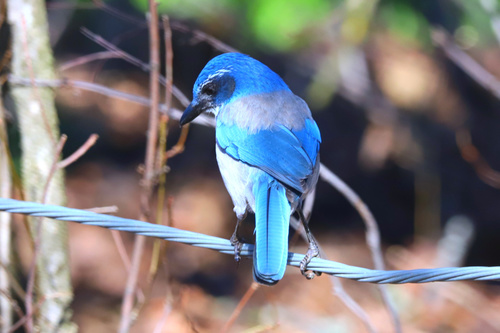 California Scrub-Jay