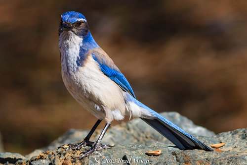 California Scrub-Jay