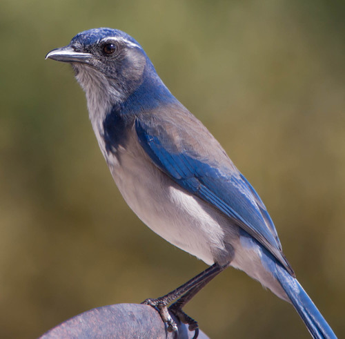 California Scrub-Jay