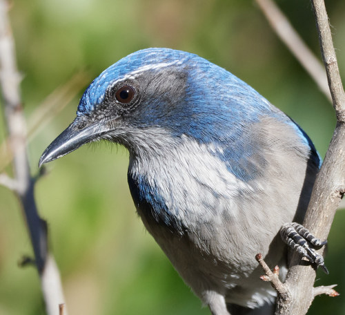 California Scrub-Jay