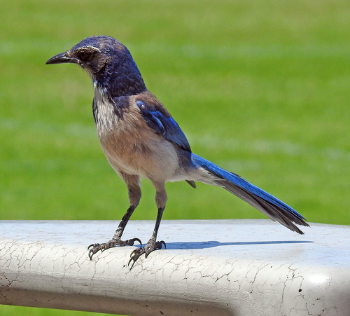 California Scrub-Jay