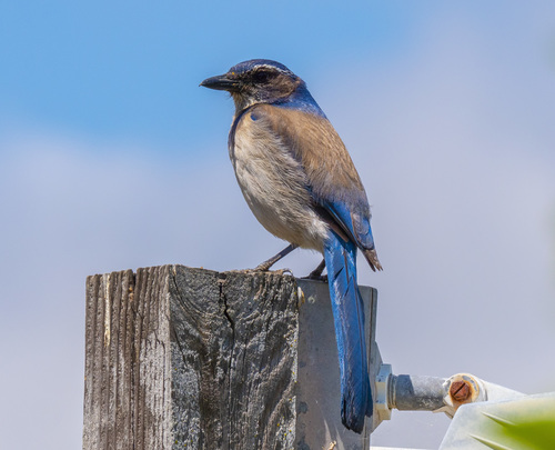 California Scrub-Jay