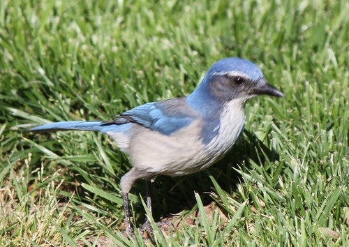 California Scrub-Jay