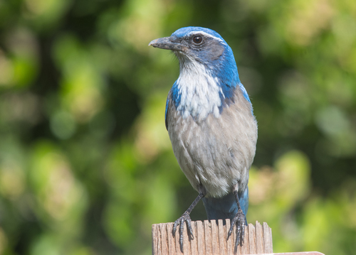 California Scrub-Jay