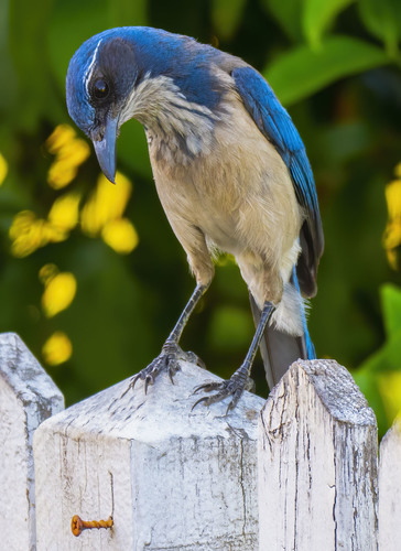 California Scrub-Jay