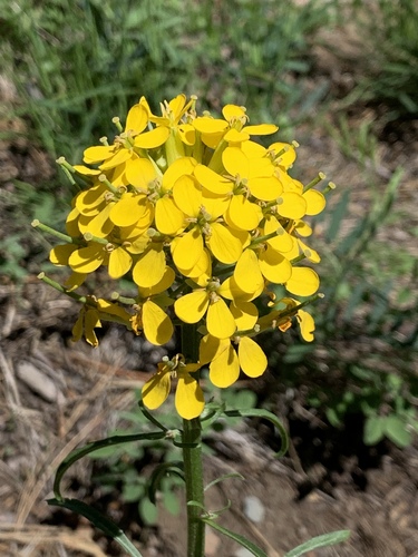 Western Wallflower