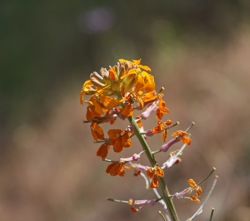 Western Wallflower