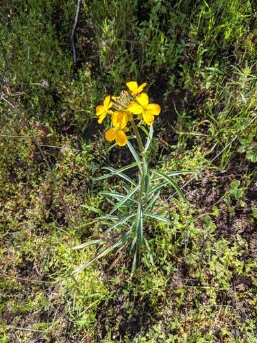 Western Wallflower