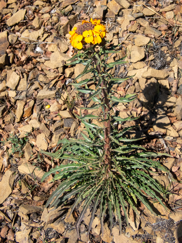 Western Wallflower