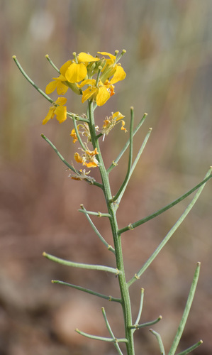 Western Wallflower