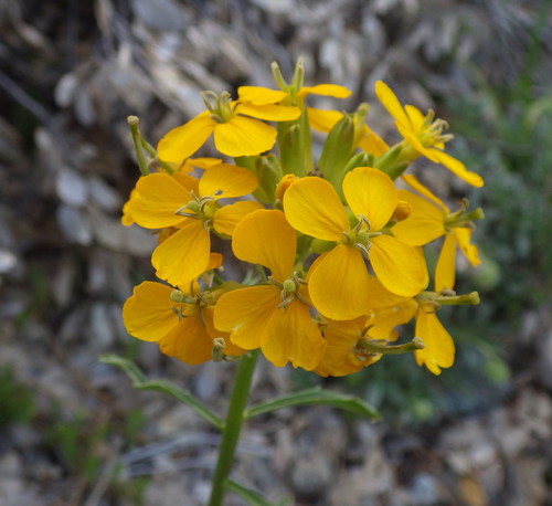 Western Wallflower