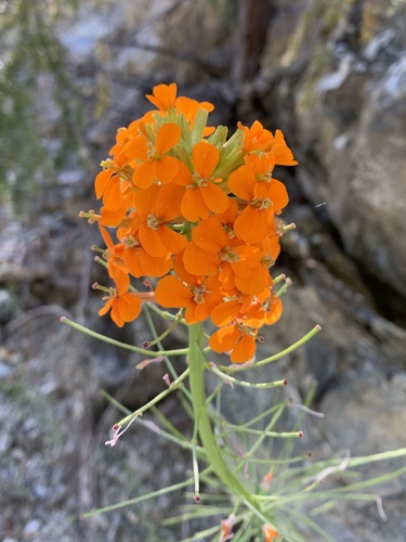 Western Wallflower