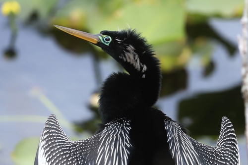 Anhinga