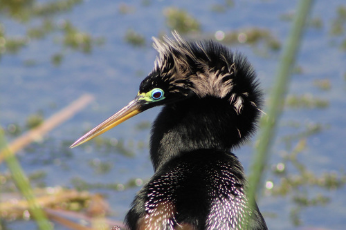Anhinga