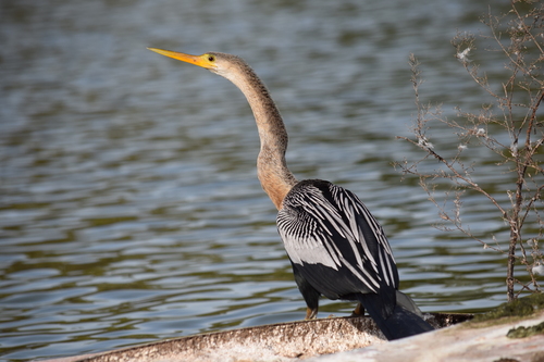 Anhinga