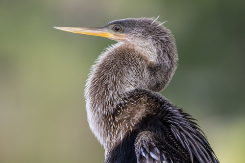 Anhinga
