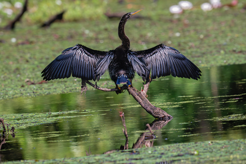 Anhinga