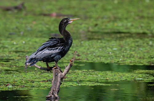 Anhinga