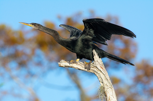 Anhinga