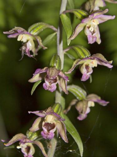 Broad-leaved helleborine