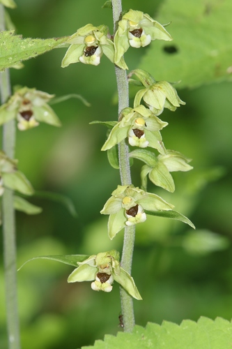 Broad-leaved helleborine