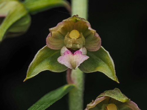 Broad-leaved helleborine