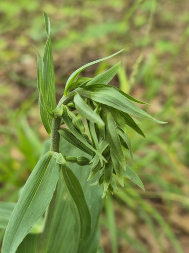 Broad-leaved helleborine