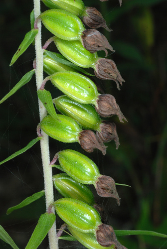 Broad-leaved helleborine