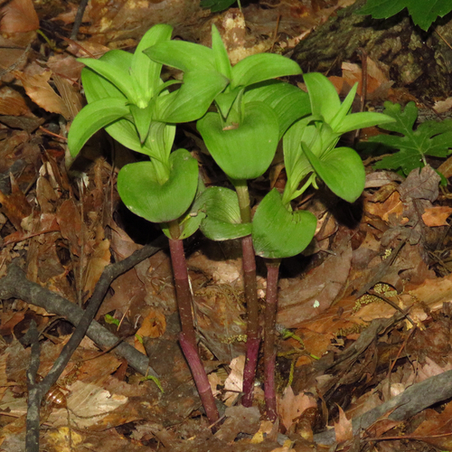 Broad-leaved helleborine