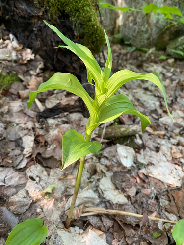 Broad-leaved helleborine