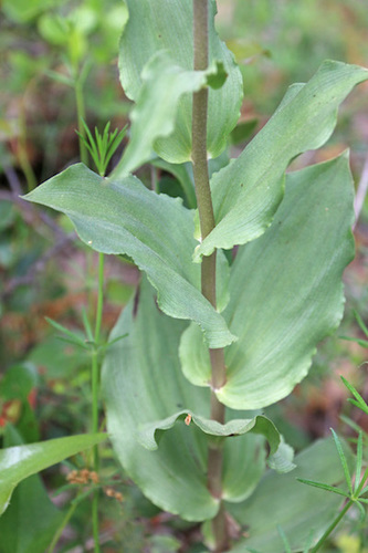 Broad-leaved helleborine