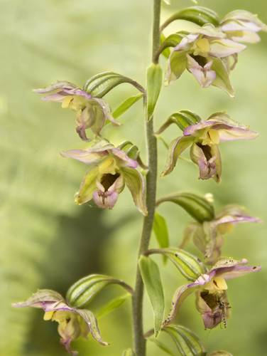 Broad-leaved helleborine