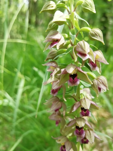 Broad-leaved helleborine