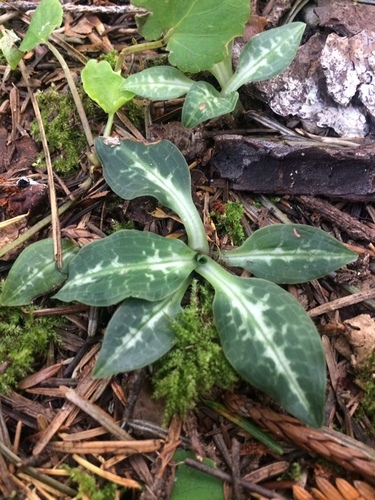 Western Rattlesnake Plantain