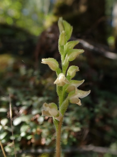 Western Rattlesnake Plantain