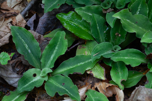 Western Rattlesnake Plantain