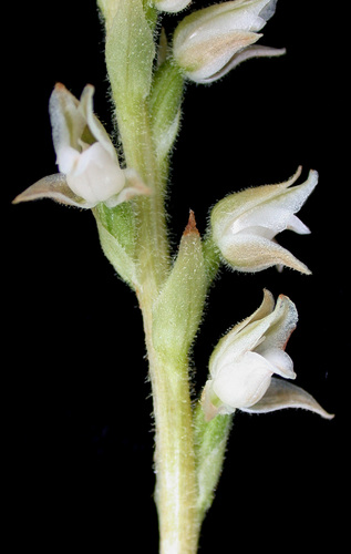 Western Rattlesnake Plantain